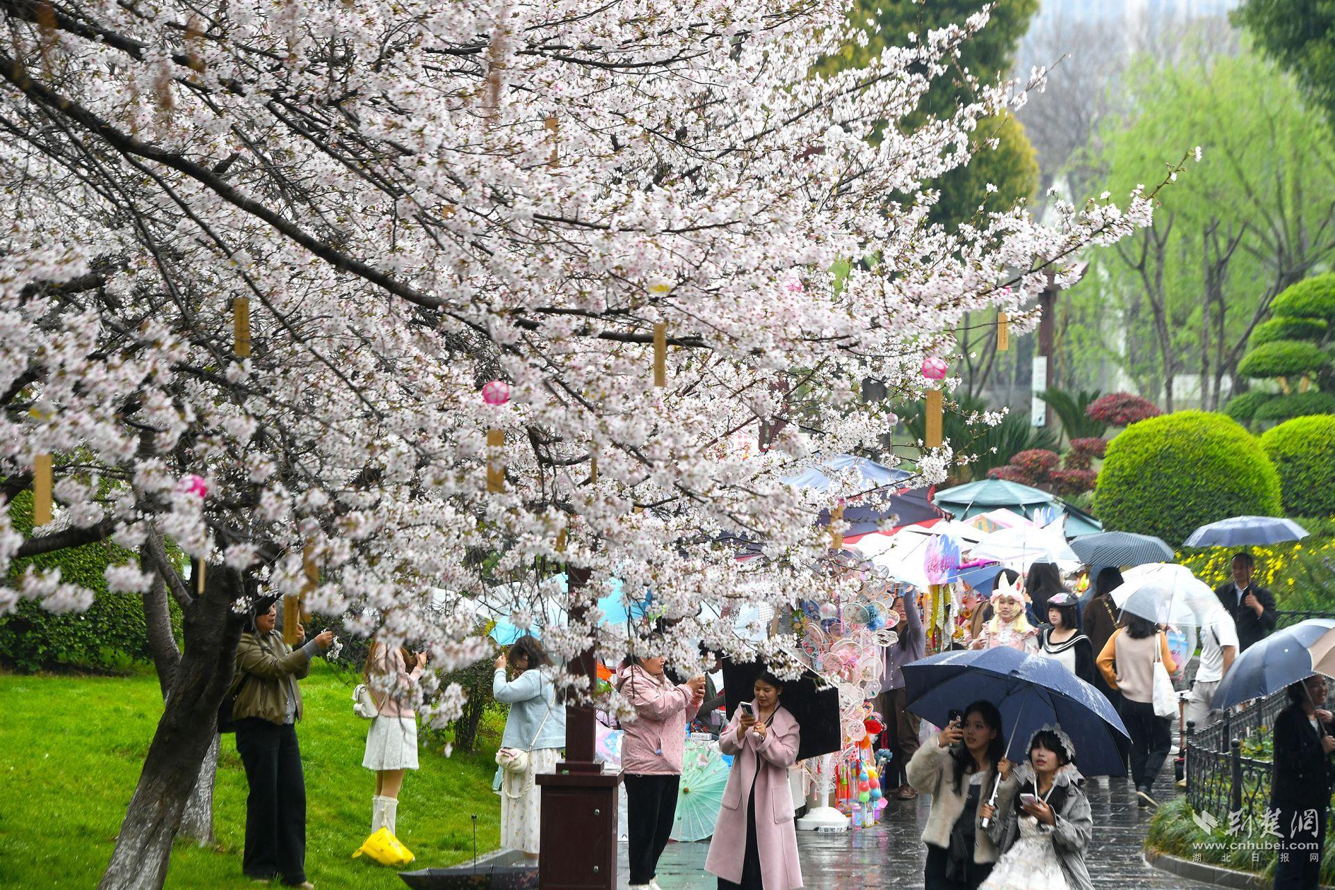 市民在堤角公園雨中賞櫻，1300余株櫻花按花期分為早、中、晚三期，紅粉白綠四色交織，花期可持續(xù)至四月上旬，游客總能找到心頭好.j